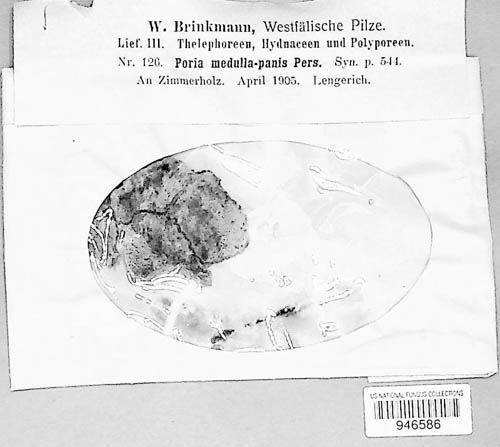 Poria medulla-panis image